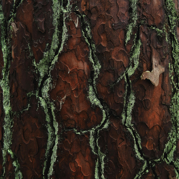 Wieder angemeldet - zum Schluss ohne Bild?